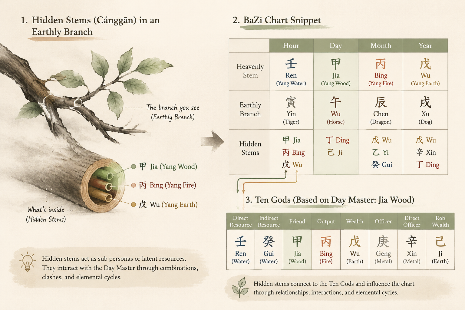 Side-by-side detail of a branch with its hidden stems next to a BaZi chart snippet, using arrows to show how stems connect to the Ten Gods table, in a soft ink-wash annotation style